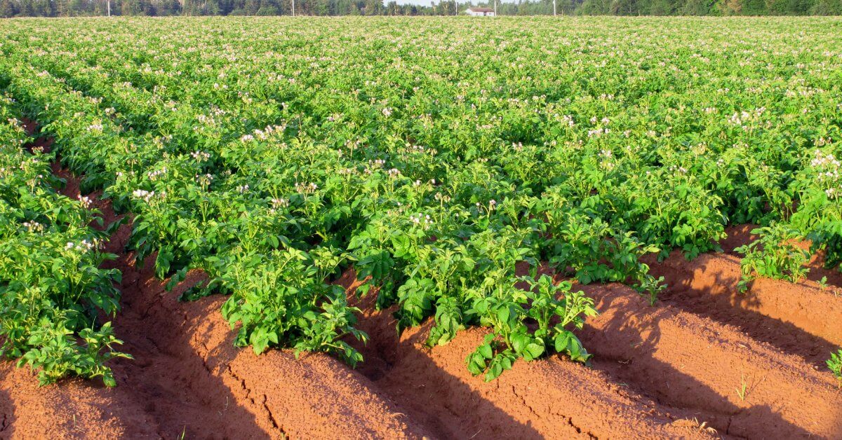 Технологии выращивания картофеля: гребневая и голландская