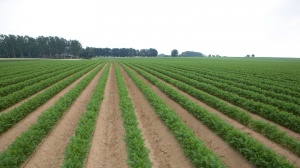 Выращивание моркови по гребневой технологии